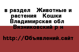  в раздел : Животные и растения » Кошки . Владимирская обл.,Вязниковский р-н